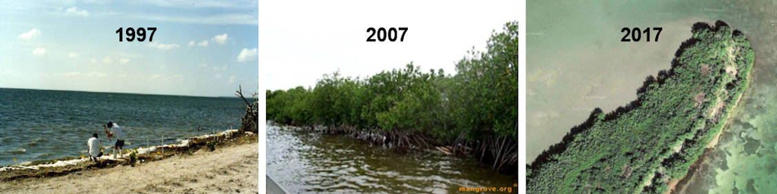 Mangrove Island Reforestation